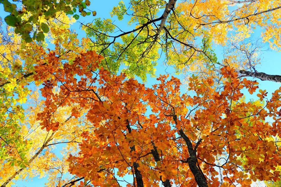 Breathtaking autumn scenery of Greater Hinggan Mountains in Inner Mongolia