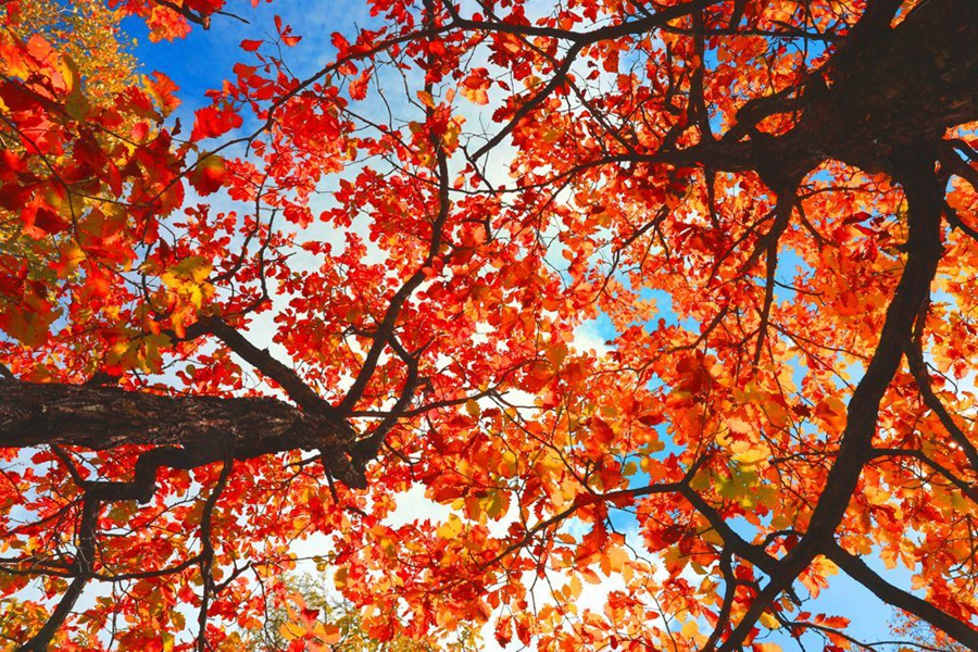 Breathtaking autumn scenery of Greater Hinggan Mountains in Inner Mongolia