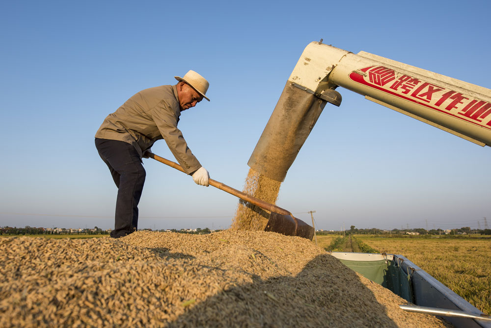 In pics: Autumn harvest in full swing across China