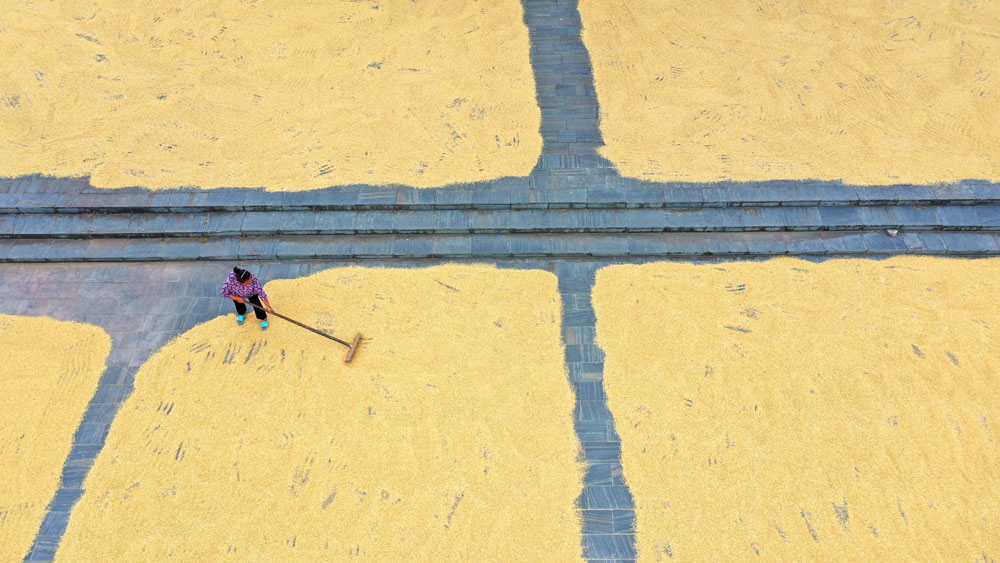 In pics: Autumn harvest in full swing across China