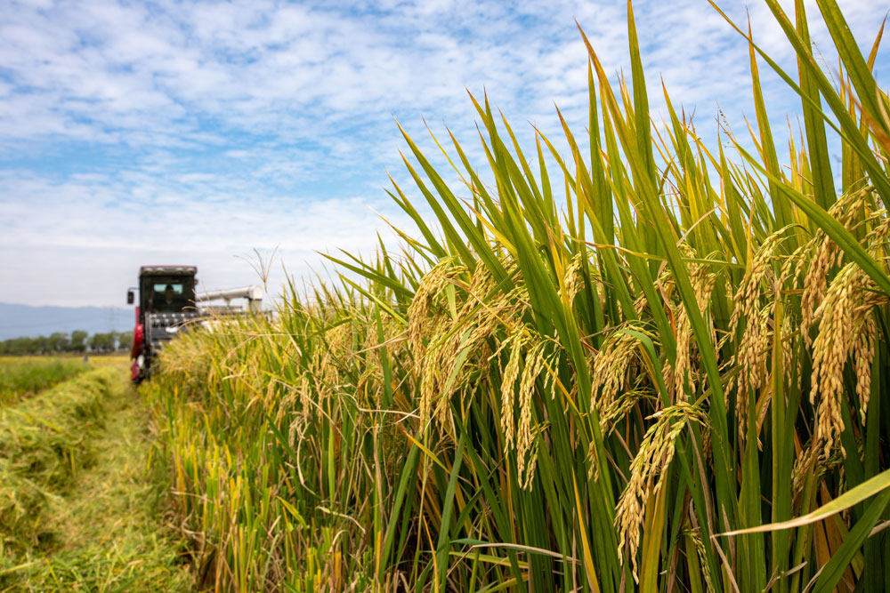 In pics: Autumn harvest in full swing across China