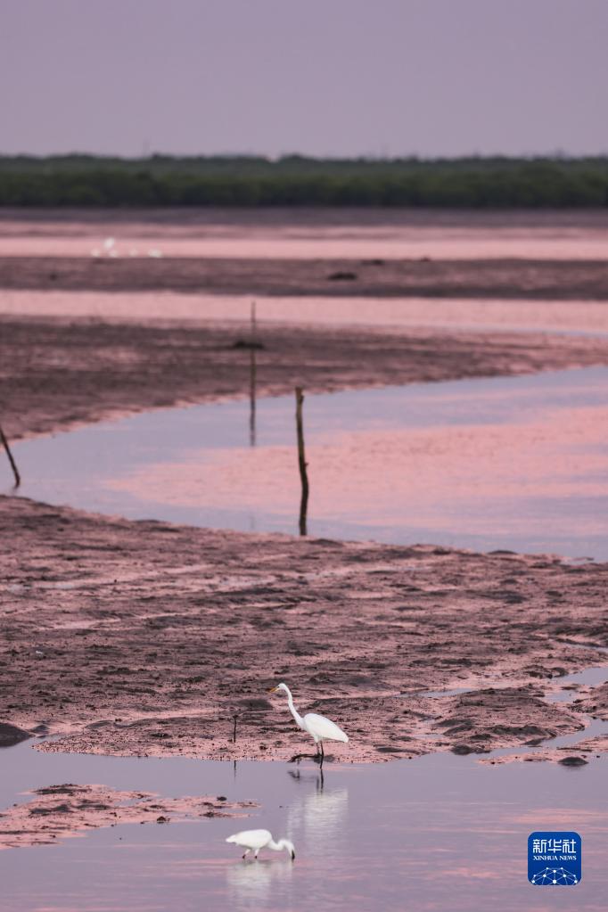 Migratory birds arrive at national wetland nature reserve in Hainan to spend winter