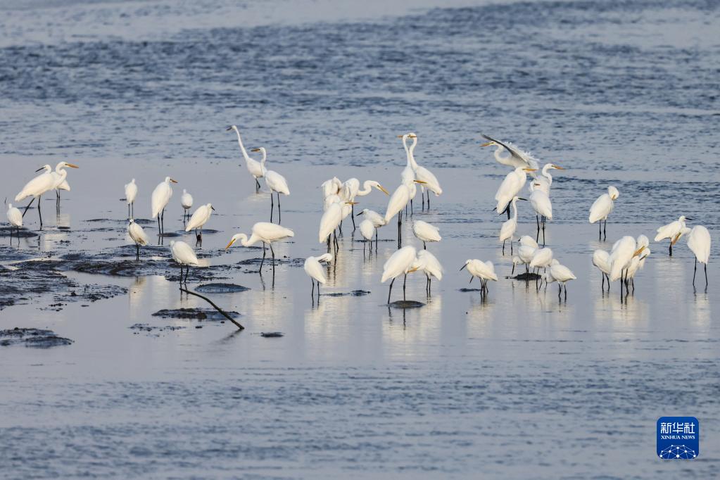 Migratory birds arrive at national wetland nature reserve in Hainan to spend winter