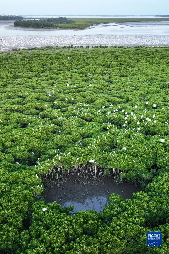 Migratory birds arrive at national wetland nature reserve in Hainan to spend winter