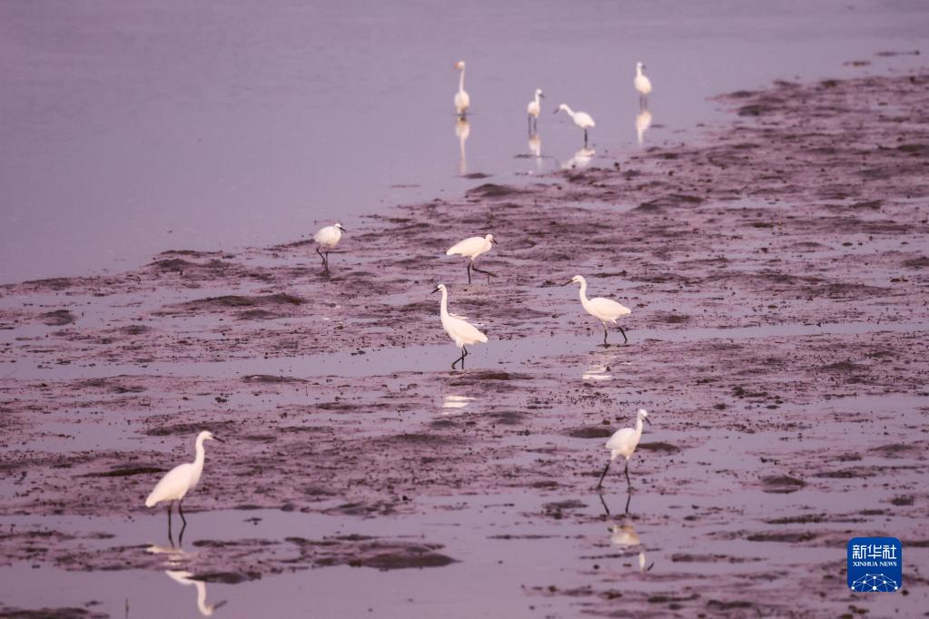 Migratory birds arrive at national wetland nature reserve in Hainan to spend winter