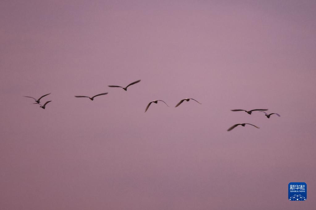 Migratory birds arrive at national wetland nature reserve in Hainan to spend winter