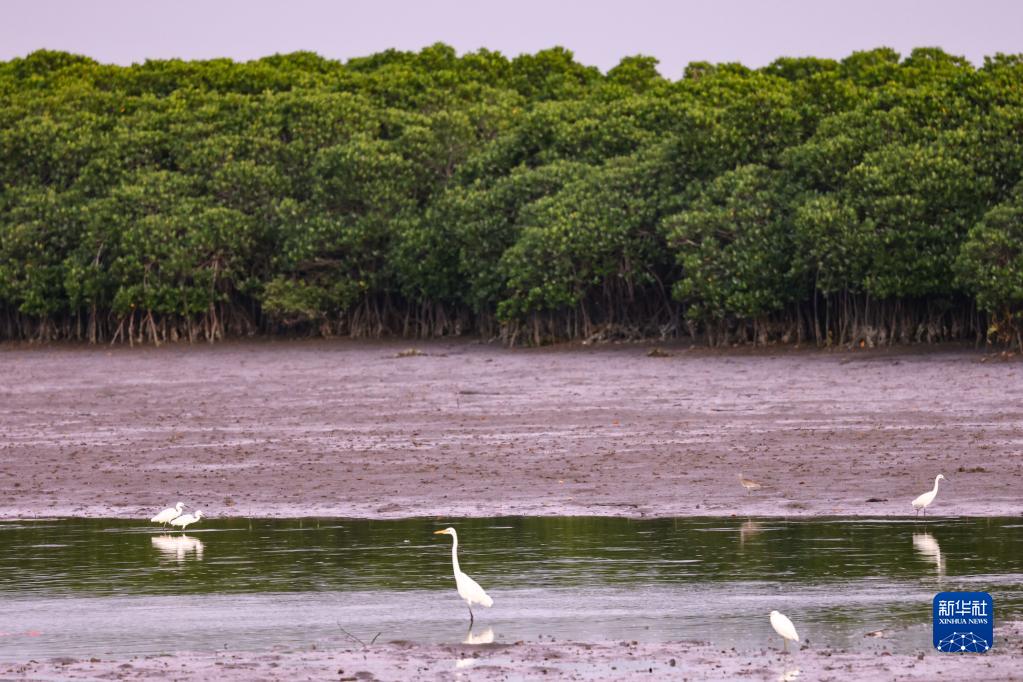 Migratory birds arrive at national wetland nature reserve in Hainan to spend winter