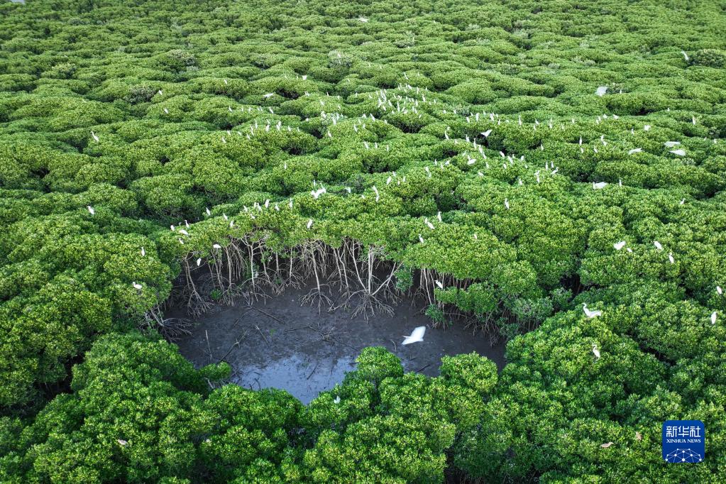 Migratory birds arrive at national wetland nature reserve in Hainan to spend winter