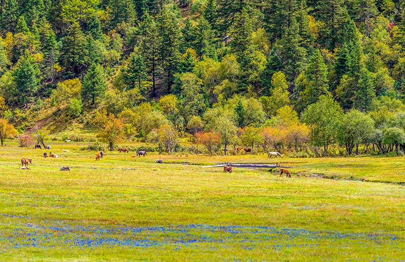 Beautiful autumn scenery of Potatso National Park in China's Yunnan