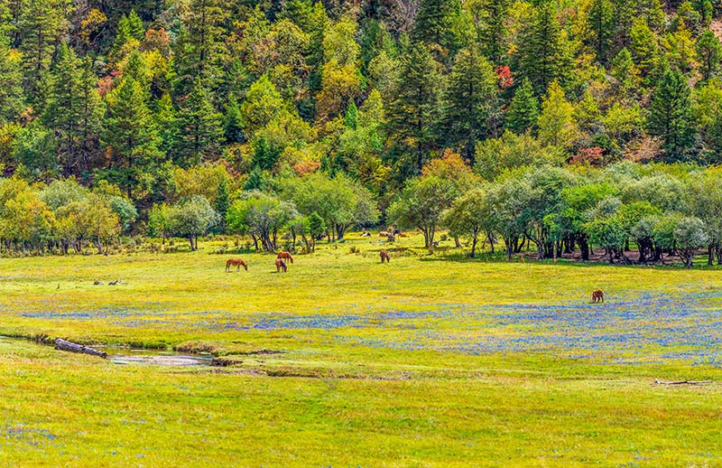 Beautiful autumn scenery of Potatso National Park in China's Yunnan