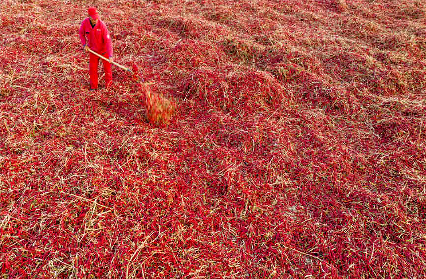 Chili pepper harvesting fully mechanized in Karamay, China's Xinjiang