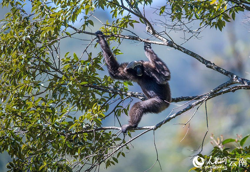 Take a closer look at skywalker gibbons in China's Yunnan on International Gibbon Day