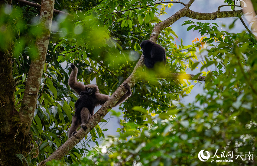 Take a closer look at skywalker gibbons in China's Yunnan on International Gibbon Day