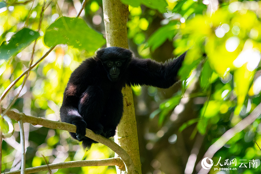 Take a closer look at skywalker gibbons in China's Yunnan on International Gibbon Day