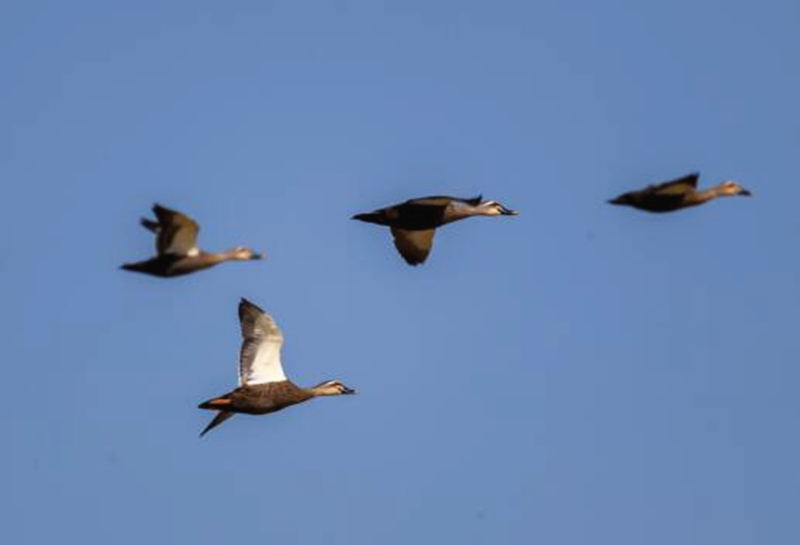 Wintering migratory birds appear in C China's Hunan