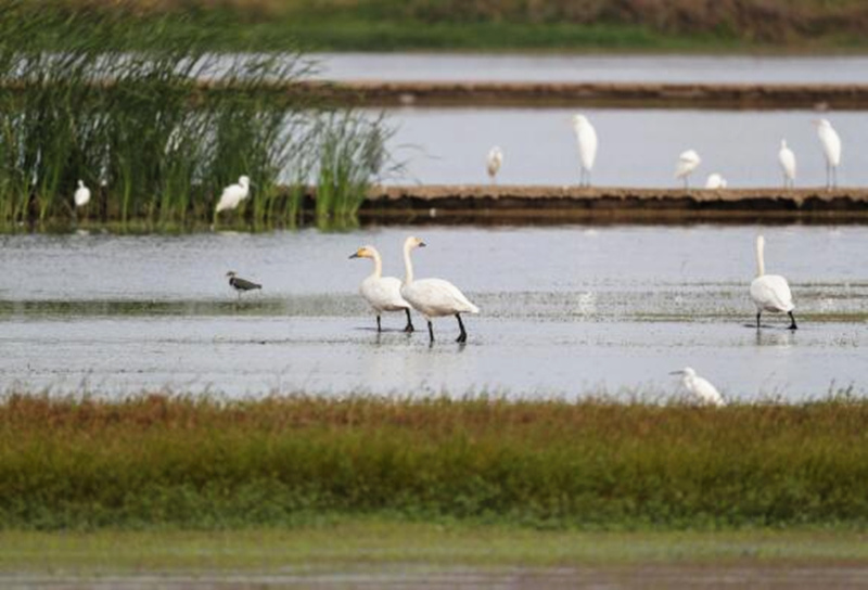 Wintering migratory birds appear in C China's Hunan