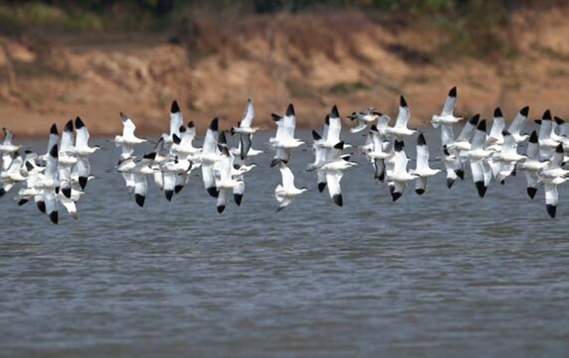 Wintering migratory birds appear in C China's Hunan