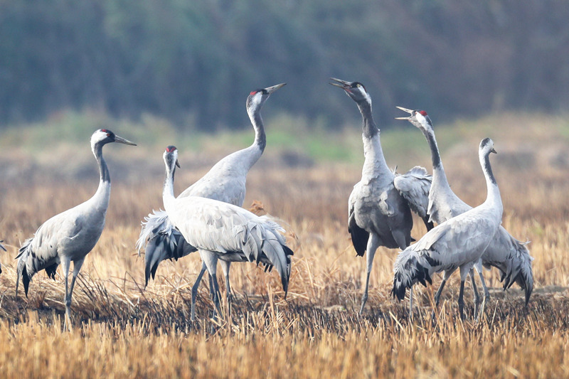 Wintering migratory birds appear in C China's Hunan