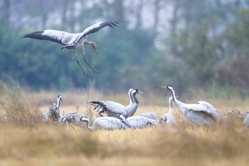 Wintering migratory birds appear in C China's Hunan