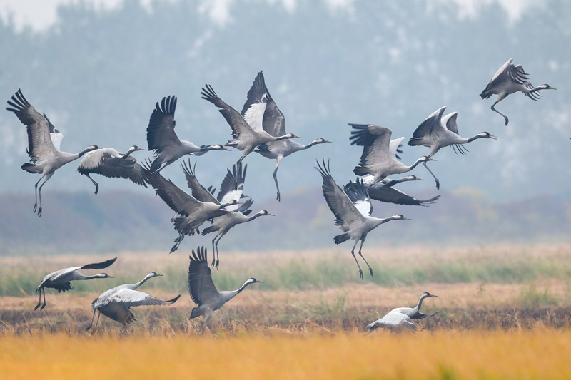 Wintering migratory birds appear in C China's Hunan