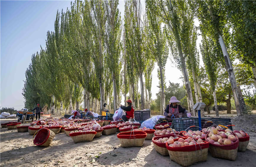 In pics: Apples in Aksu, Xinjiang enter harvest season