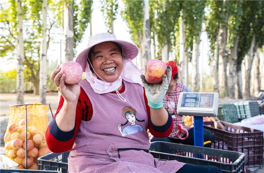 In pics: Apples in Aksu, Xinjiang enter harvest season