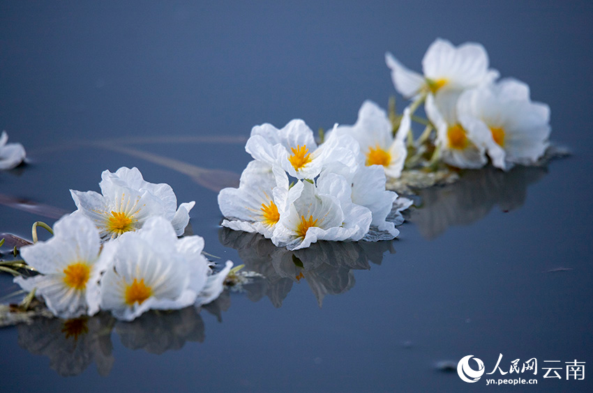 Blooming ottelia acuminata floats on Jianhu Lake in Yunnan