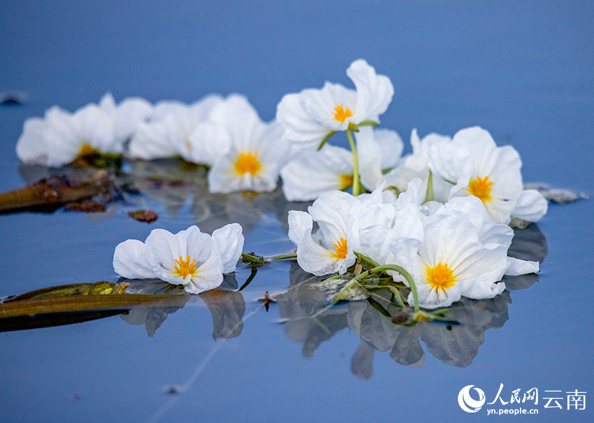 Blooming ottelia acuminata floats on Jianhu Lake in Yunnan