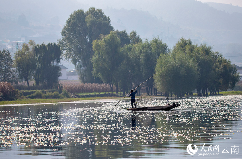 Blooming ottelia acuminata floats on Jianhu Lake in Yunnan