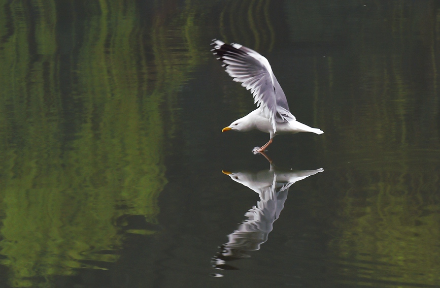 In pics: Migratory birds fly to West Lake to overwinter