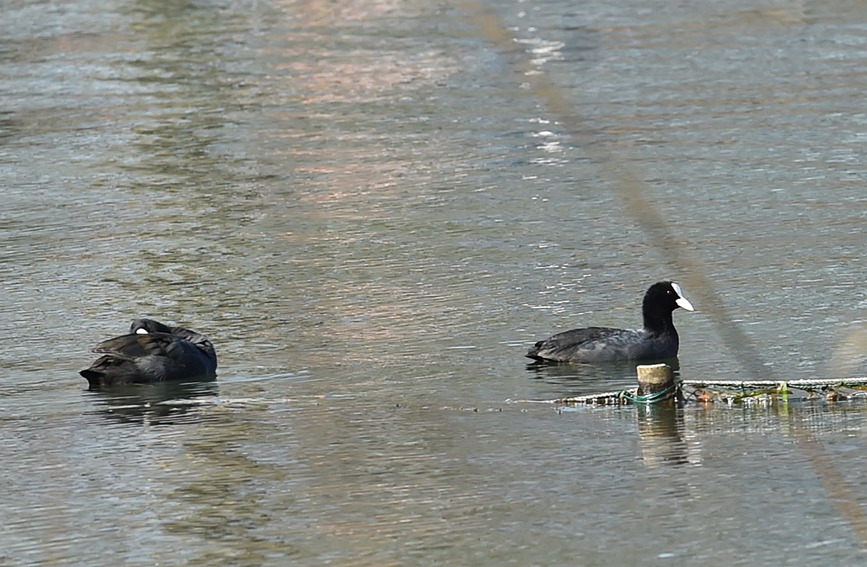 In pics: Migratory birds fly to West Lake to overwinter