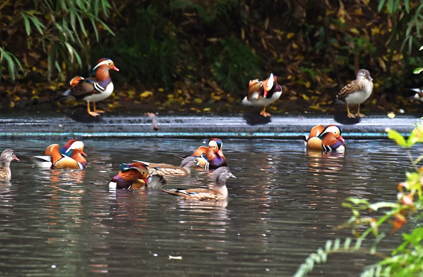 In pics: Migratory birds fly to West Lake to overwinter