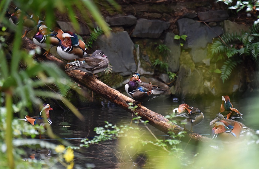 In pics: Migratory birds fly to West Lake to overwinter