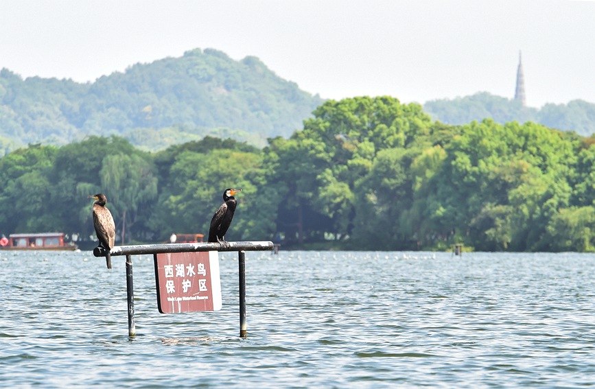 In pics: Migratory birds fly to West Lake to overwinter