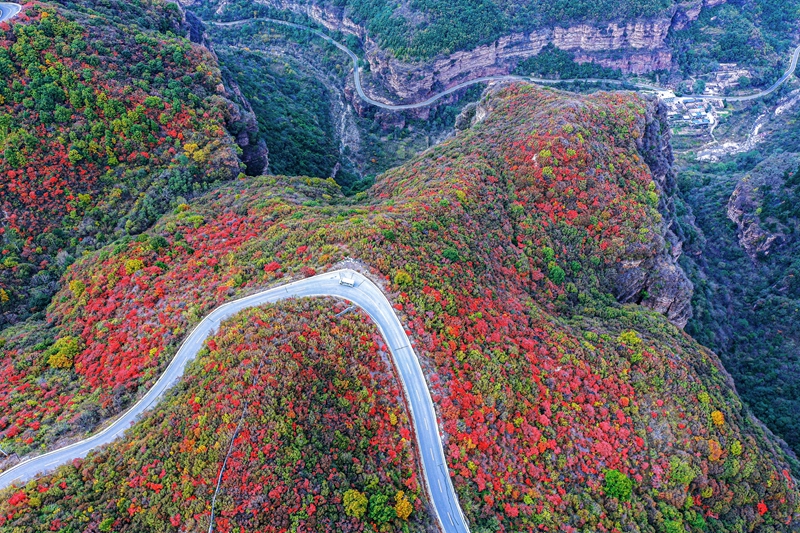 Best time to enjoy beautiful red leaves across China