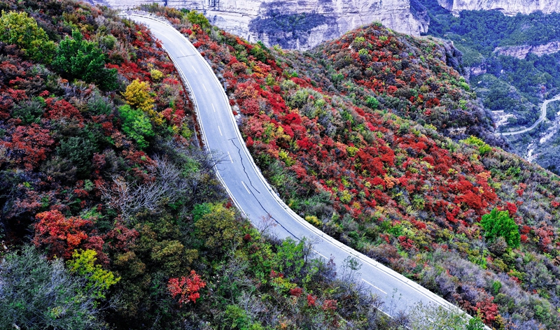 Best time to enjoy beautiful red leaves across China