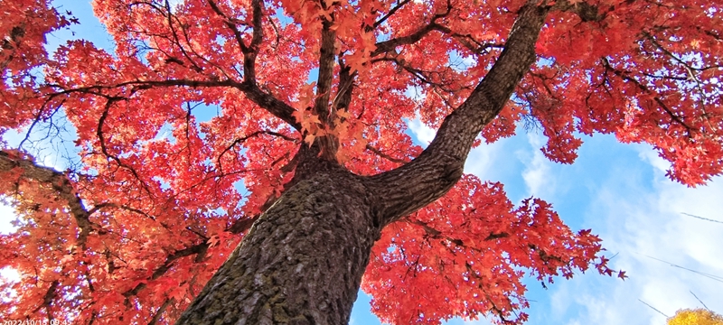 Best time to enjoy beautiful red leaves across China