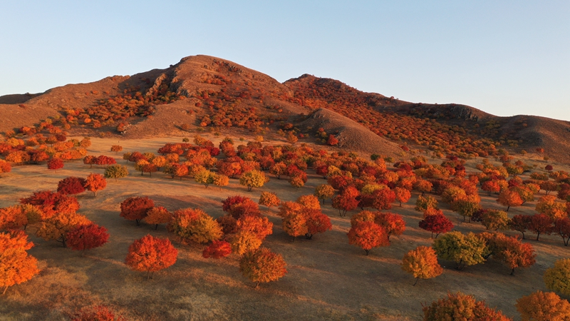 Best time to enjoy beautiful red leaves across China