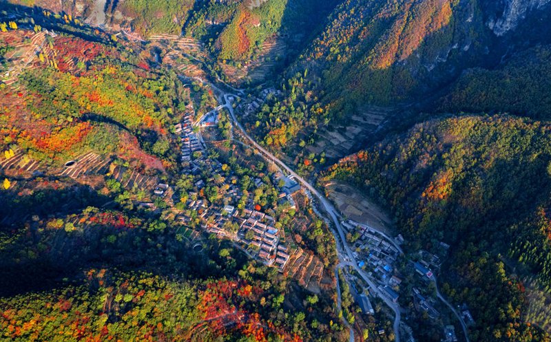 Best time to enjoy beautiful red leaves across China