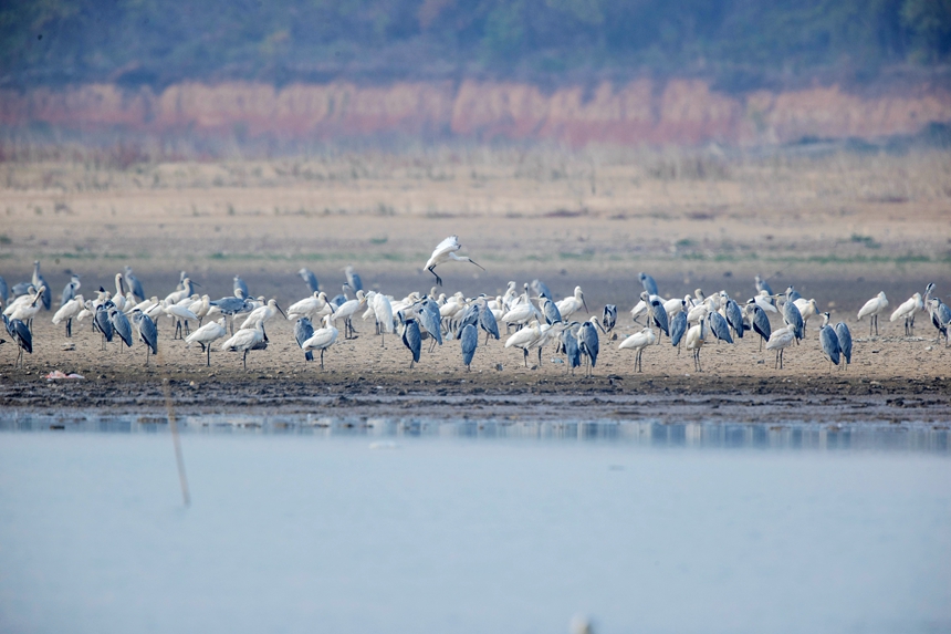 More than 10,000 migratory birds flock to Gongqingcheng, E China's Jiangxi