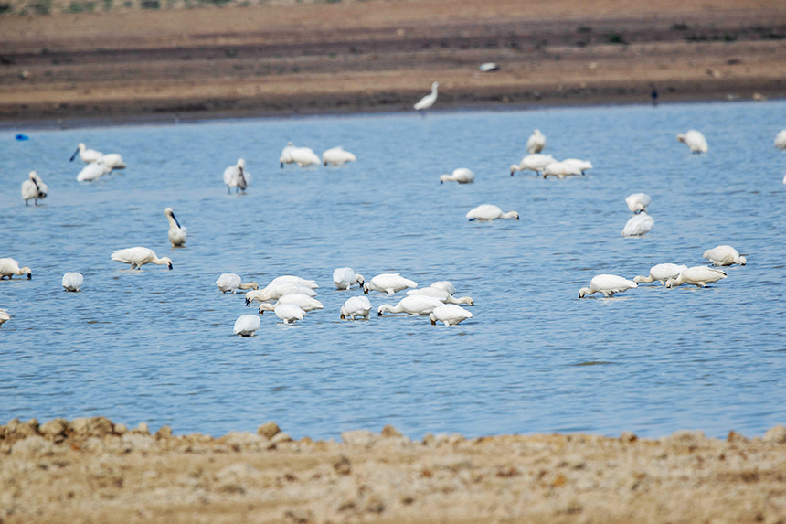 More than 10,000 migratory birds flock to Gongqingcheng, E China's Jiangxi