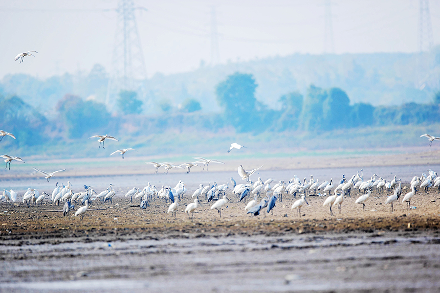 More than 10,000 migratory birds flock to Gongqingcheng, E China's Jiangxi