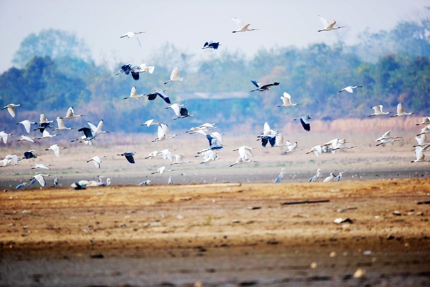 More than 10,000 migratory birds flock to Gongqingcheng, E China's Jiangxi