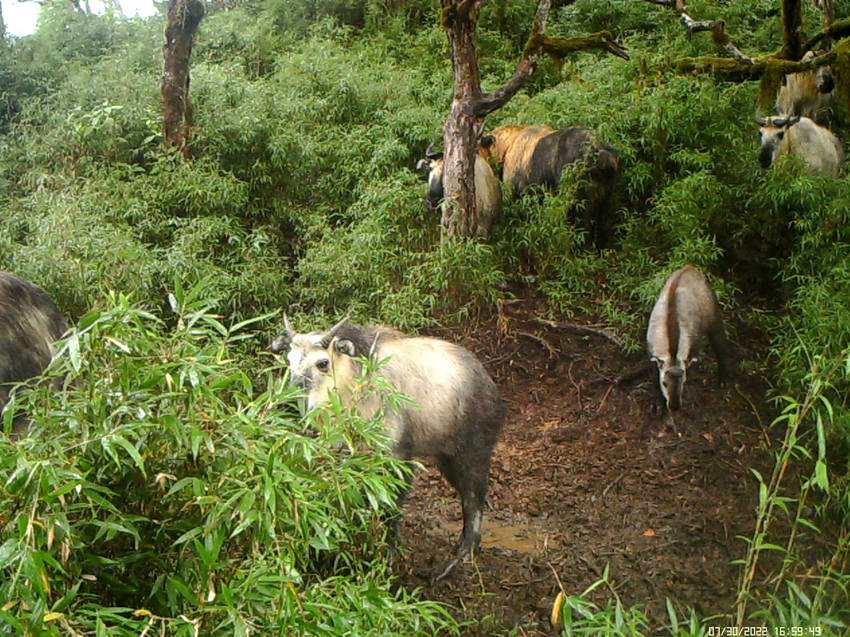 Infrared camera captures images of various rare animals in Baoxing, SW China's Sichuan