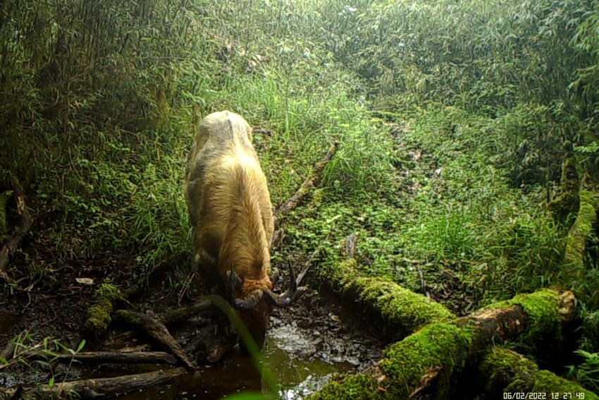 Infrared camera captures images of various rare animals in Baoxing, SW China's Sichuan