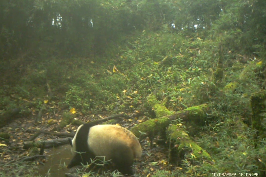 Infrared camera captures images of various rare animals in Baoxing, SW China's Sichuan