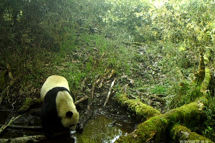 Infrared camera captures images of various rare animals in Baoxing, SW China's Sichuan