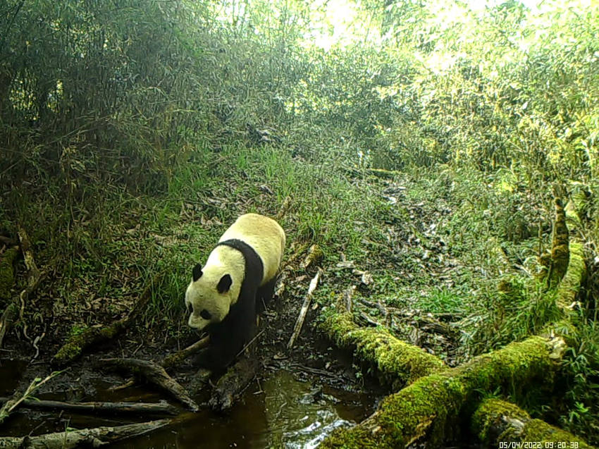 Infrared camera captures images of various rare animals in Baoxing, SW China's Sichuan