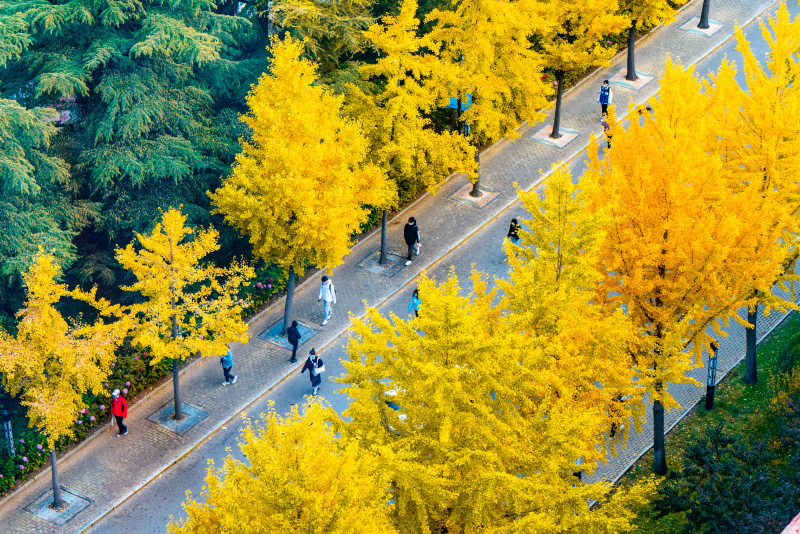 Breathtaking autumn views of 22 universities across China