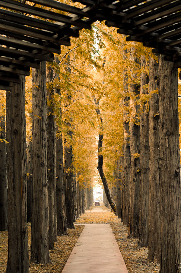 Breathtaking autumn views of 22 universities across China